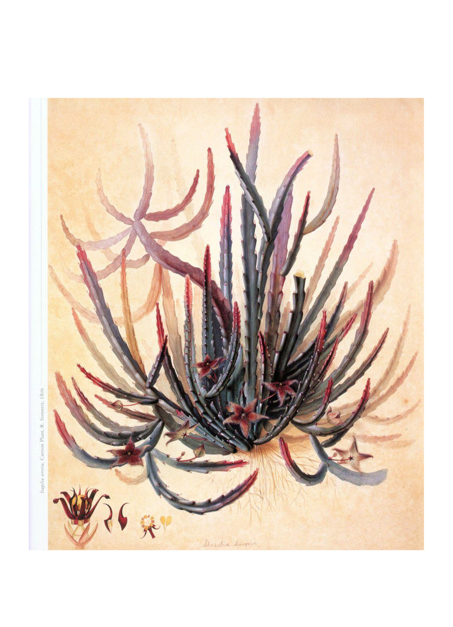 FLORA, AN ARTISTIC VOYAGE THROUGH THE WORLD OF PLANTS