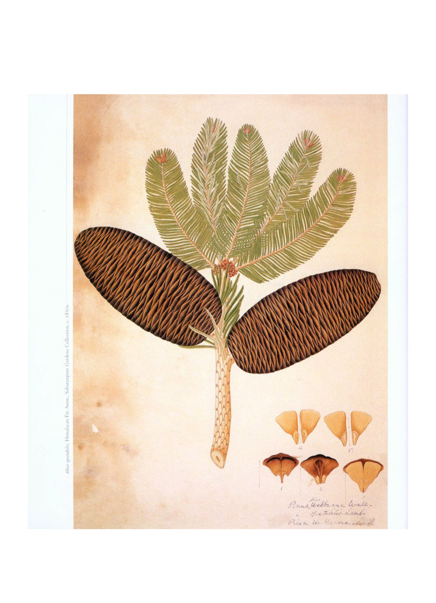 FLORA, AN ARTISTIC VOYAGE THROUGH THE WORLD OF PLANTS
