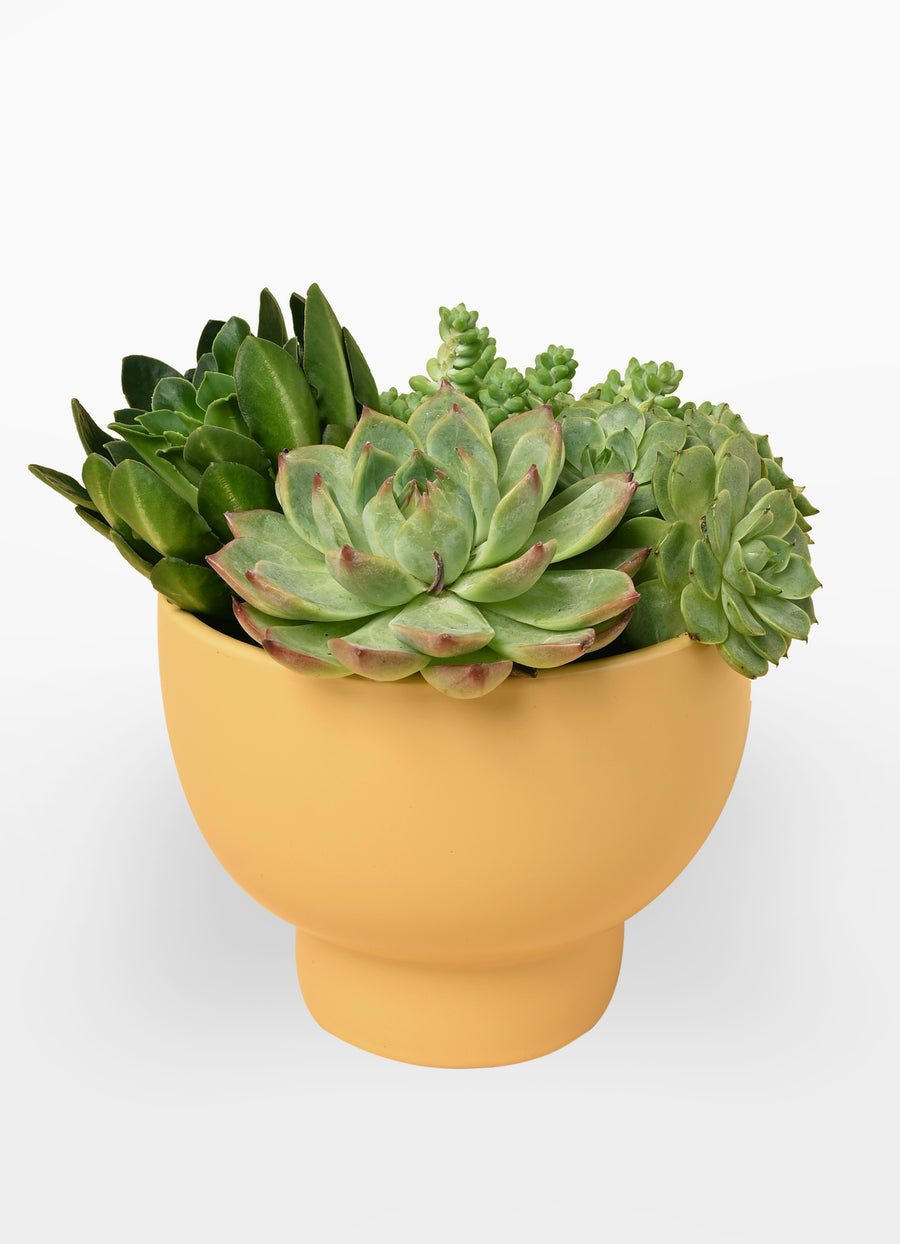 Citron Footed Pot - Large