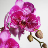Orchid Opulence