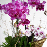 Orchid Opulence - Large