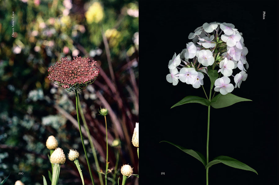 Edible Flowers