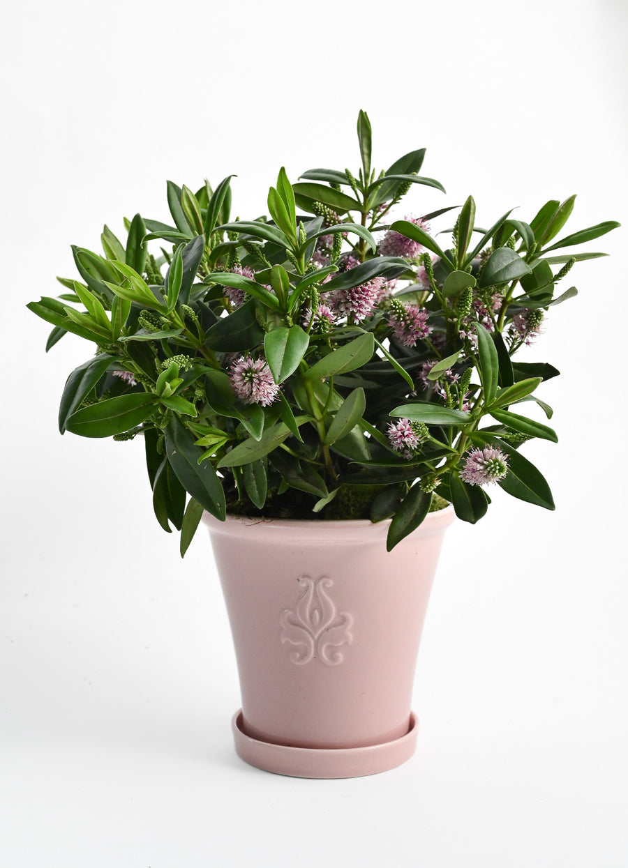 Ellermann Herb Pot with tray - Dusty Pink