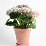 Ellermann Herb Pot with tray - Terracotta Red