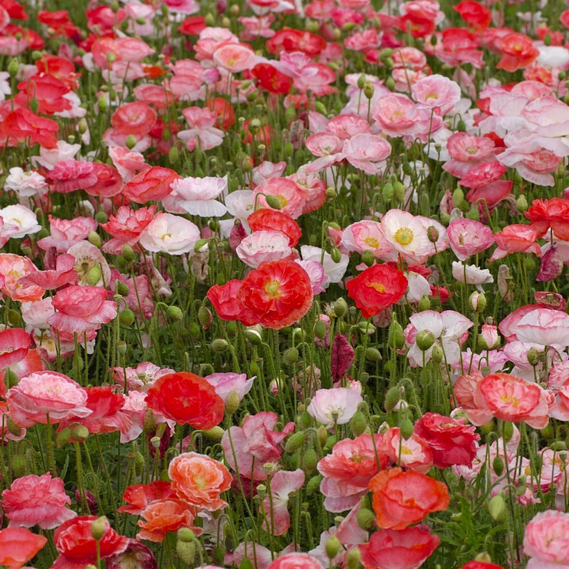 Old Flowers Meadow Seed