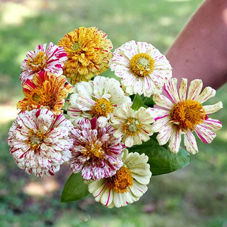 Old Flowers Meadow Seed